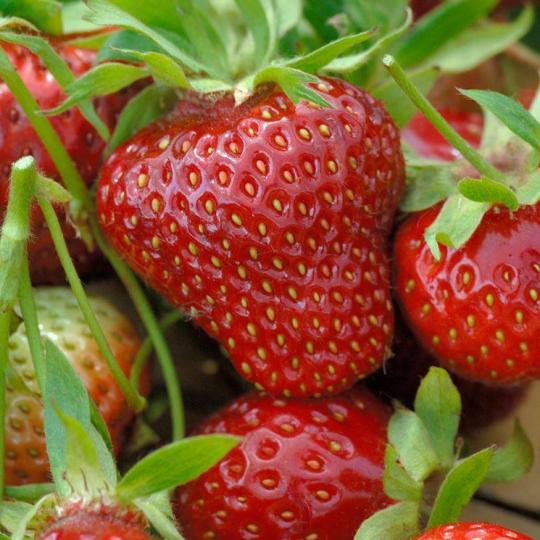 Клубника "СИМФОНИЯ" (6 шт.)