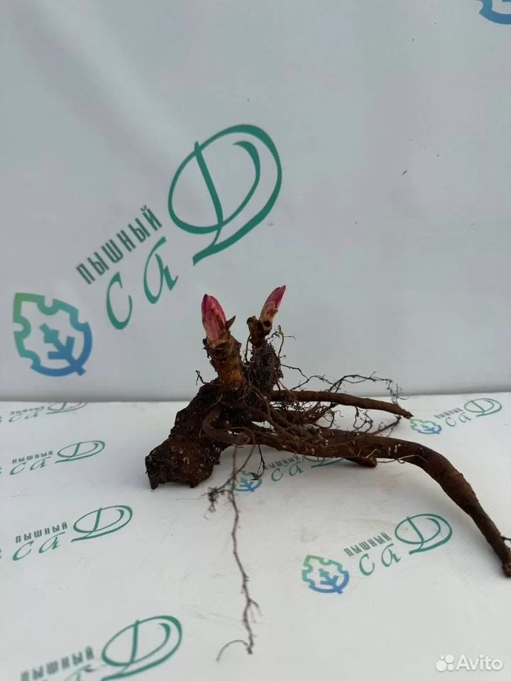Пион "РОЗ ХАРТ"